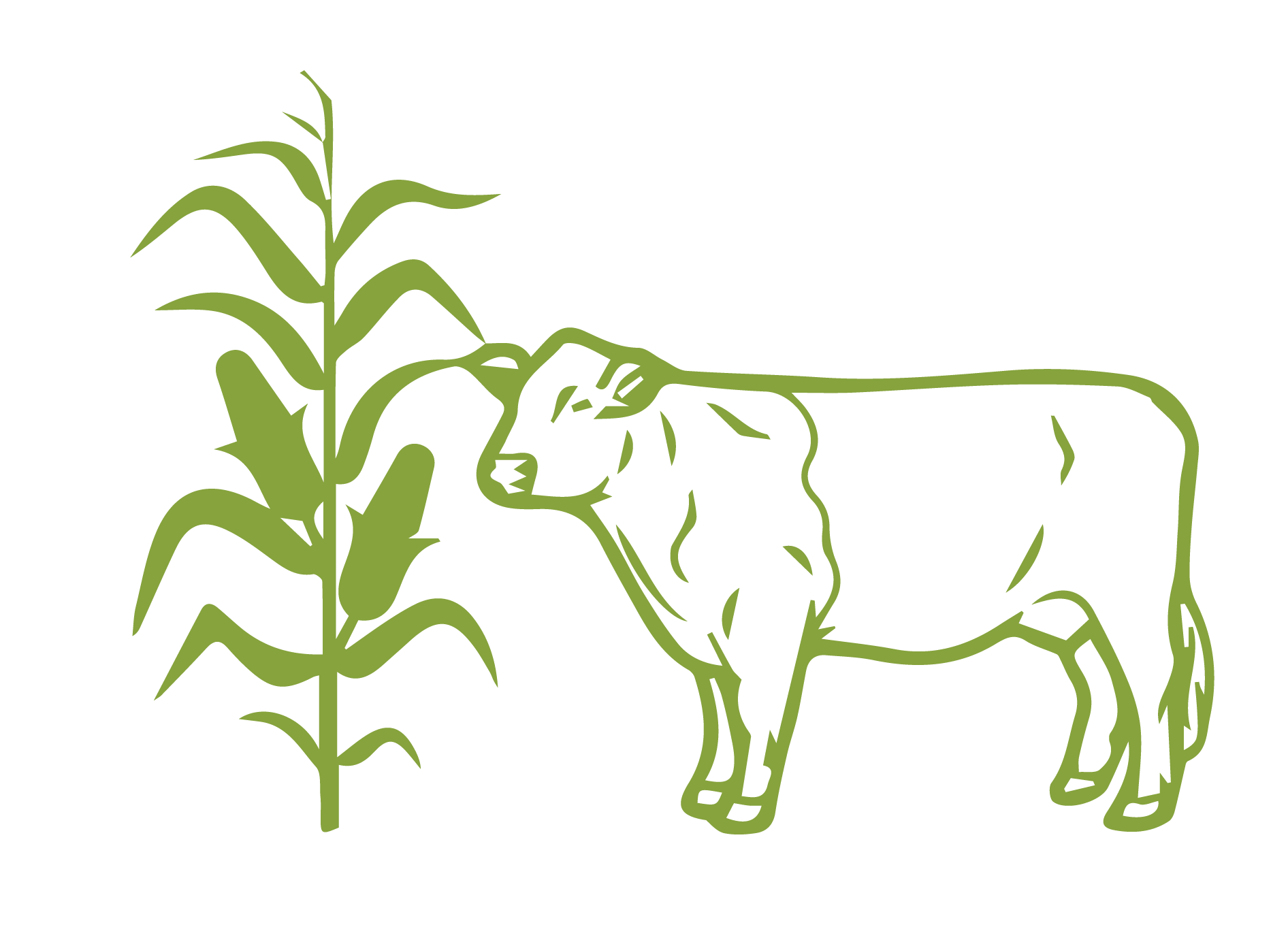 cow corn